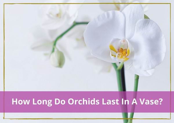 how long do orchids last in a vase