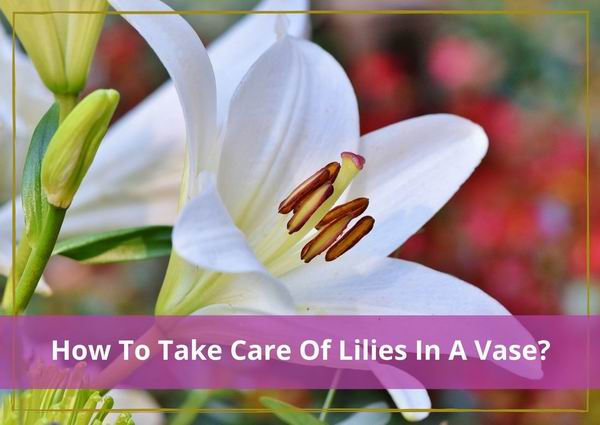 how to take care of lilies in a vase