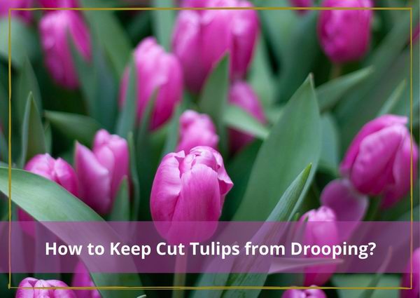 how to keep cut tulips from drooping
