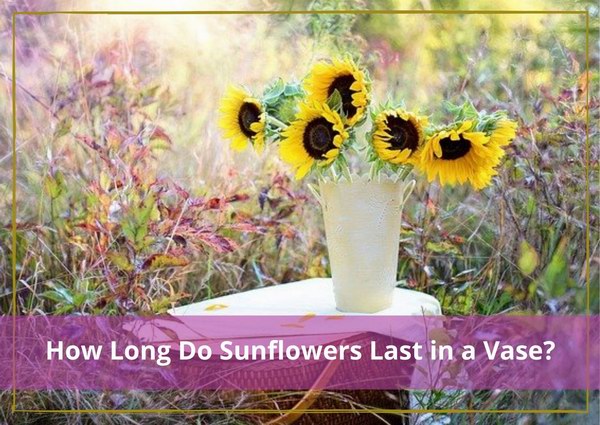how long do sunflowers last in a vase